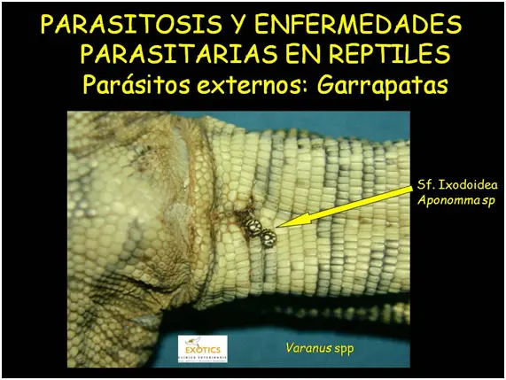 Garrapatas en reptiles Garrapatas en reptiles
