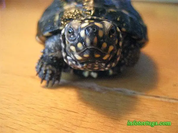 Spotted pond turtle - Geoclemys hamiltonii Spotted pond turtle - Geoclemys hamiltonii