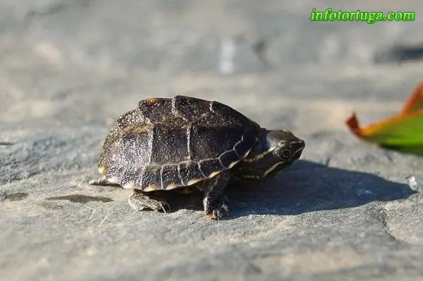 Cría de Sternotherus odoratus Cría de Sternotherus odoratus