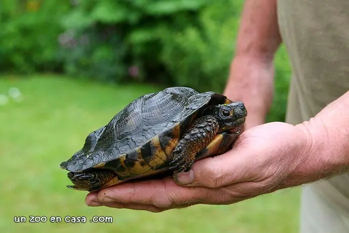 Glyptemys insculpta, tortuga de bosque Glyptemys insculpta, tortuga de bosque