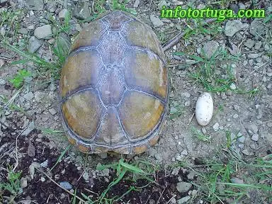 Huevo de Kinosternon cruentatum Huevo de Kinosternon cruentatum