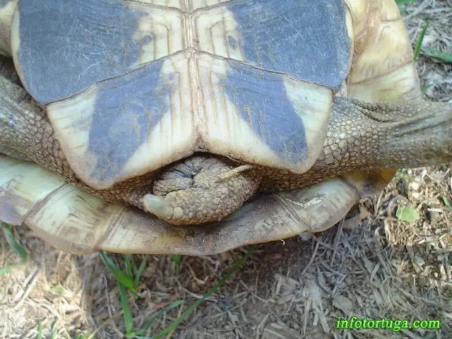 Hembra de Testudo hermanni Hembra de Testudo hermanni
