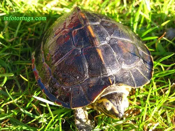Hieremys annandalii Hieremys annandalii