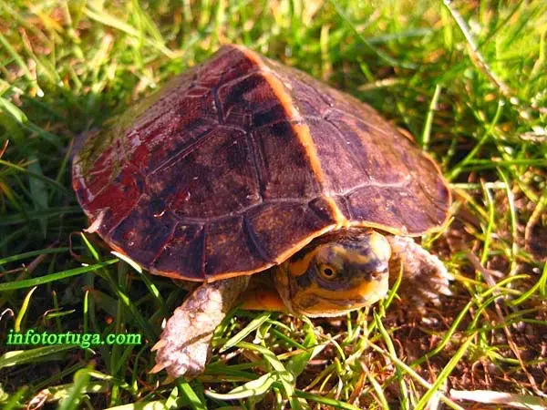 Tortuga de los templos (Hieremys annandalii) Tortuga de los templos (Hieremys annandalii)