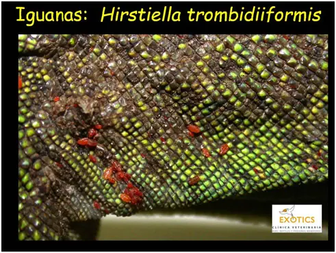 Hirstiella trombiidiformis en Iguanas Hirstiella trombiidiformis en Iguanas