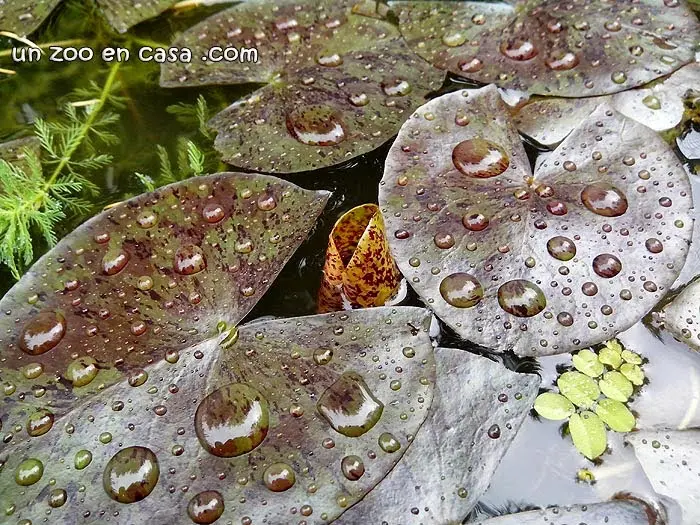 https://tortulandia.com/nenufar-nymphaea-sp