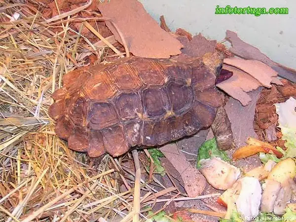 Kinixys homeana - Tortuga articulada de Home Kinixys homeana - Tortuga articulada de Home
