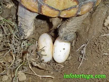 Hembra de Kinosternon cruentatum poniendo huevos Hembra de Kinosternon cruentatum poniendo huevos