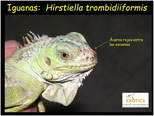 Hirstiella trombiidiformis en Iguana Hirstiella trombiidiformis en Iguana