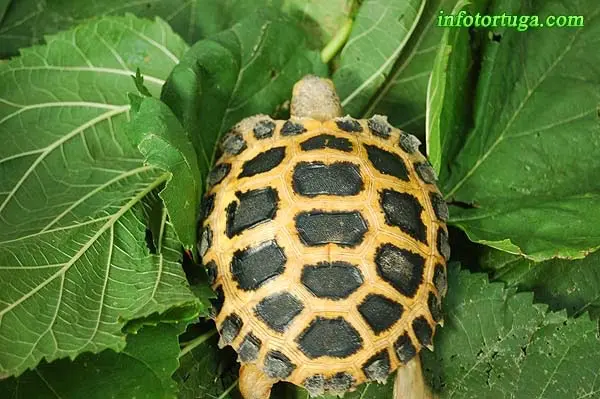 Indotestudo forstenii Indotestudo forstenii