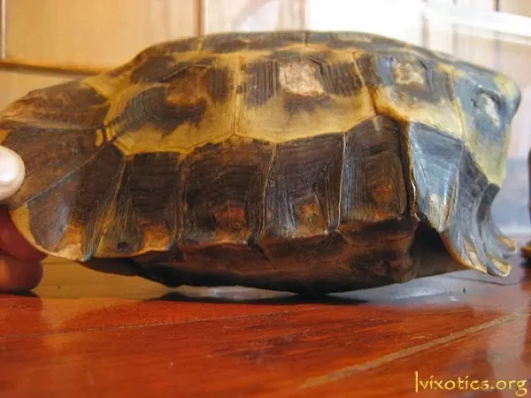 Kinixys homeana Kinixys homeana