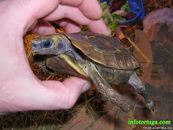 Kinixys homeana - Tortuga articulada de Home Kinixys homeana - Tortuga articulada de Home