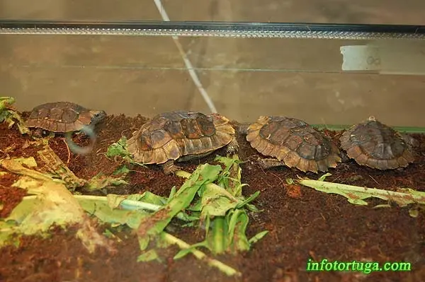 Juveniles de Kinixys homeana Juveniles de Kinixys homeana