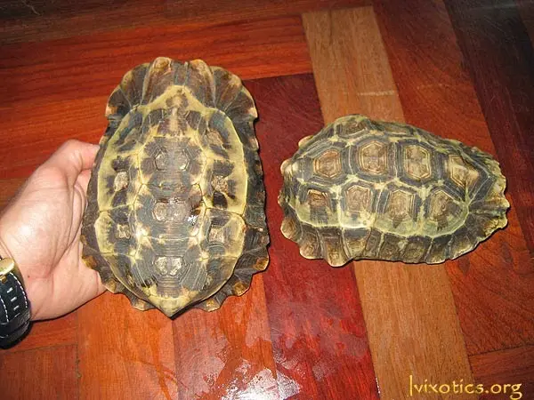 Pareja de Kinixys homeana Pareja de Kinixys homeana
