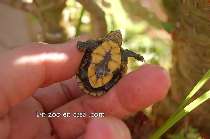 Plastrón de una cría de Kinosternon cruentatum Plastrón de una cría de Kinosternon cruentatum
