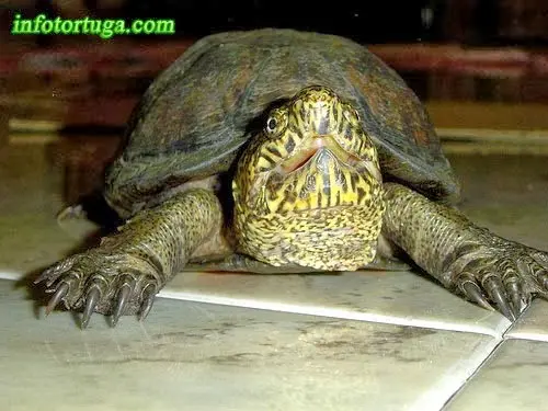 Mexican mud turtle Mexican mud turtle