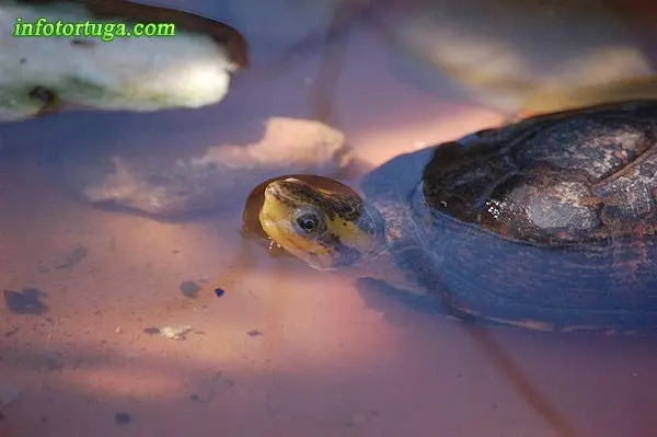White-lipped mud turtle White-lipped mud turtle