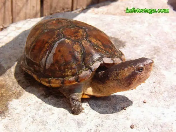 Kinosternon leucostomum - Tortuga del fango de boca blanca Kinosternon leucostomum - Tortuga del fango de boca blanca
