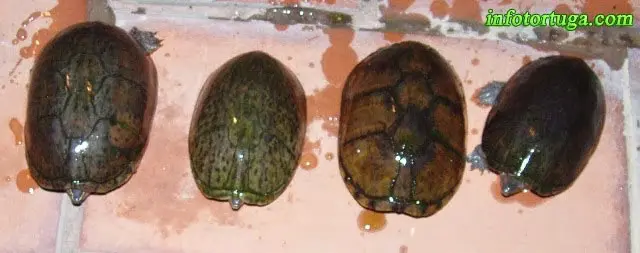 Sternotherus odoratus Sternotherus odoratus