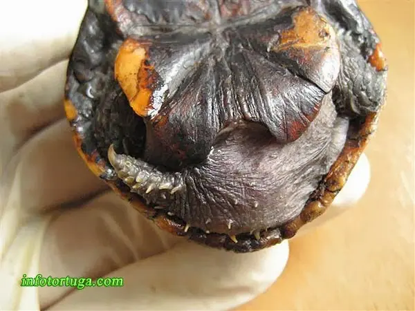 Kinosternon baurii, cola del macho Kinosternon baurii, cola del macho
