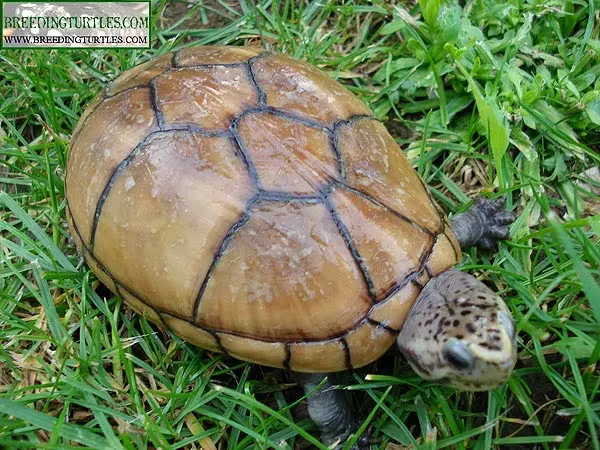 Kinosternon baurii - Tortuga del fango estriada Kinosternon baurii - Tortuga del fango estriada