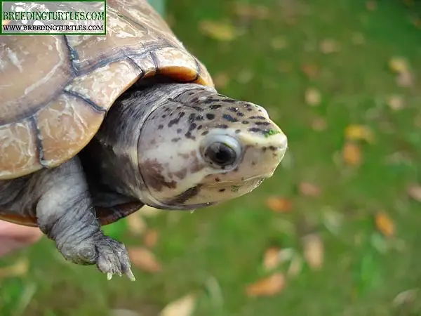 Striped mud turtle Striped mud turtle