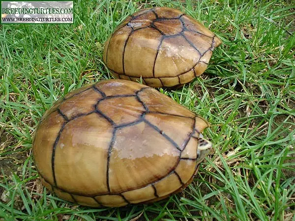 Kinosternon baurii - Tortuga del fango estriada Kinosternon baurii - Tortuga del fango estriada