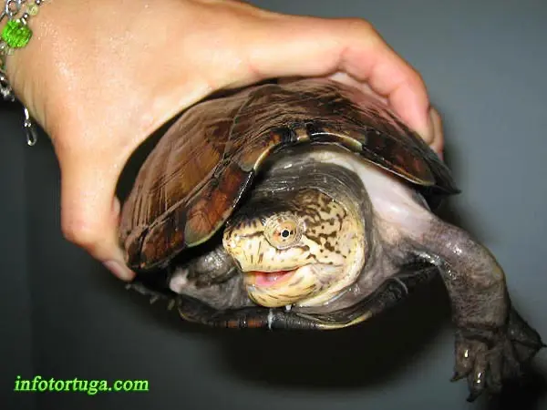 Kinosternon cruentatum abaxillare Kinosternon cruentatum abaxillare