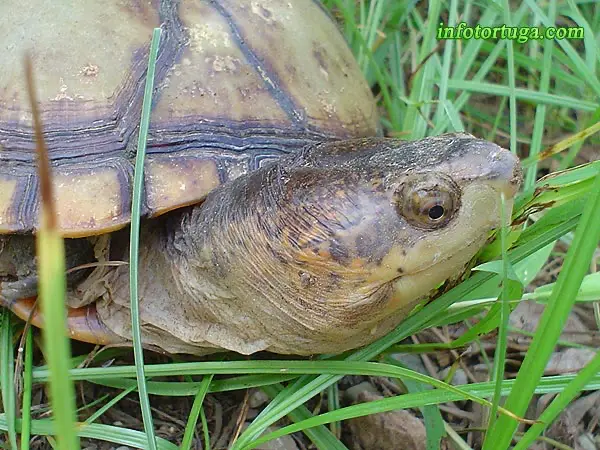 Kinosternon cruentatum albogulare Kinosternon cruentatum albogulare