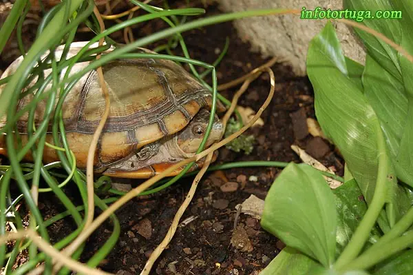 Kinosternon cruentatum albogulare Kinosternon cruentatum albogulare