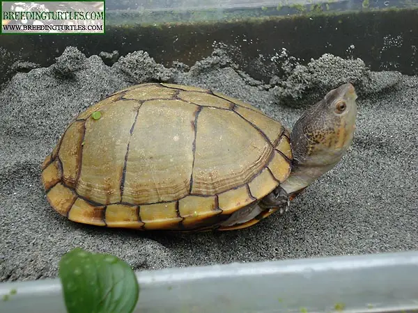 Kinosternon cruentatum albogulare Kinosternon cruentatum albogulare