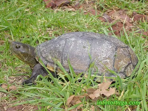 Kinosternon cruentatum cruentatum Kinosternon cruentatum cruentatum
