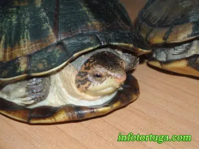 Kinosternon cruentatum cruentatum Kinosternon cruentatum cruentatum