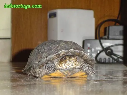 Kinosternon integrum - Tortuga del fango mexicana Kinosternon integrum - Tortuga del fango mexicana