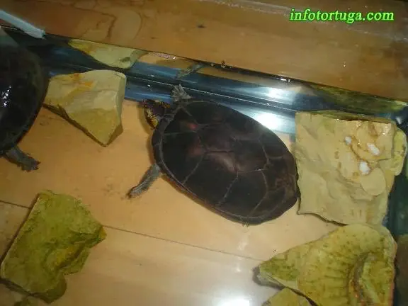 Tortuga en un acuario Tortuga en un acuario