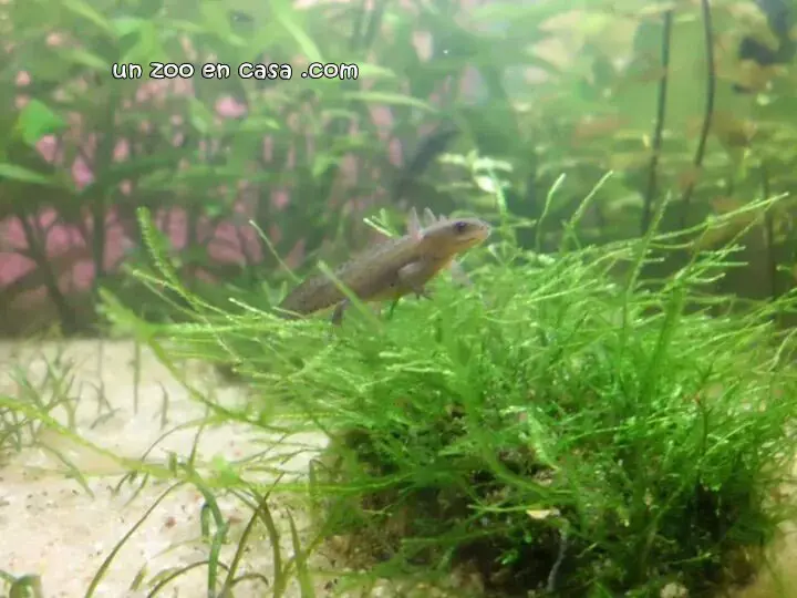 Alpine newt larvae, Triturus alpestris Alpine newt larvae, Triturus alpestris