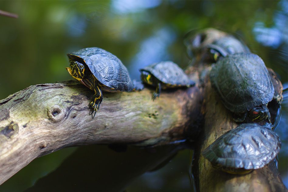 ¿Las tortugas necesitan calcio? Todo lo que debes saber