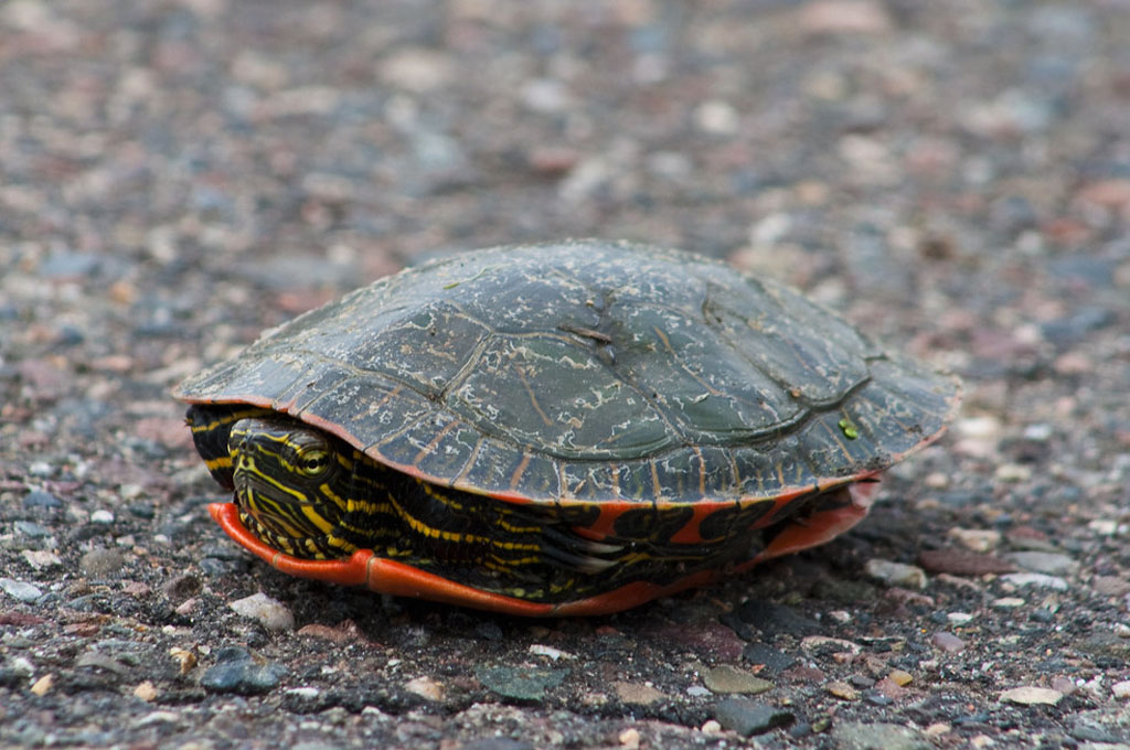 ¿Las tortugas pueden vivir sin caparazón?