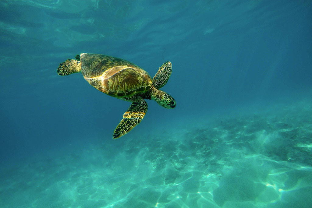 ¿Las tortugas de agua se pueden ahogar?