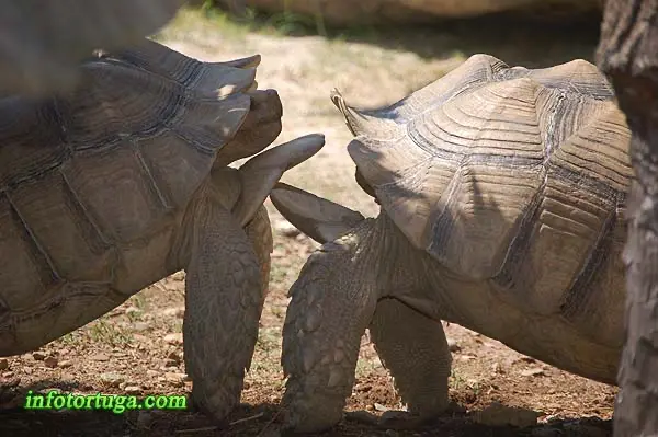Machos de sulcata peleando Machos de sulcata peleando