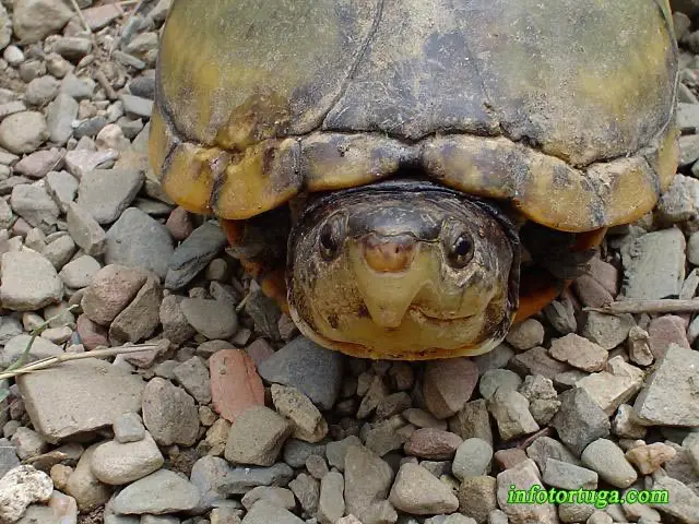 Macho de Kinosternon cruentatum Macho de Kinosternon cruentatum
