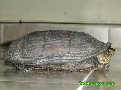 Kinosternon integrum - Tortuga del fango mexicana Kinosternon integrum - Tortuga del fango mexicana