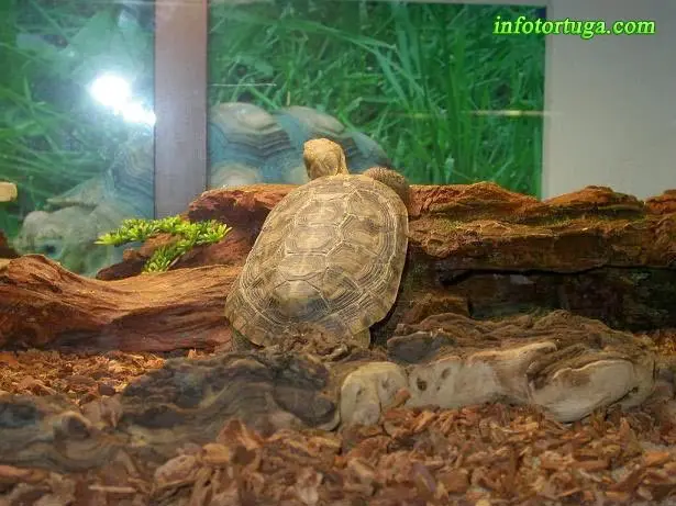 Malacochersus tornieri - Tortuga de las grietas Malacochersus tornieri - Tortuga de las grietas