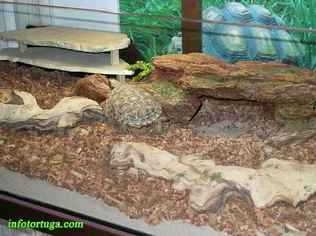 Malacochersus tornieri - Tortuga de las grietas Malacochersus tornieri - Tortuga de las grietas