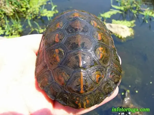 Mauremys leprosa, caparazón Mauremys leprosa, caparazón