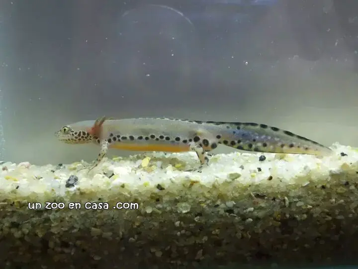 Metamorfosis tritón alpino Metamorfosis tritón alpino