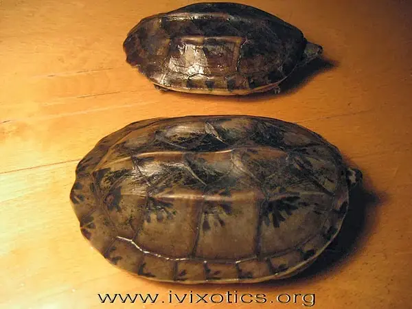 Staurotypus triporcatus Staurotypus triporcatus