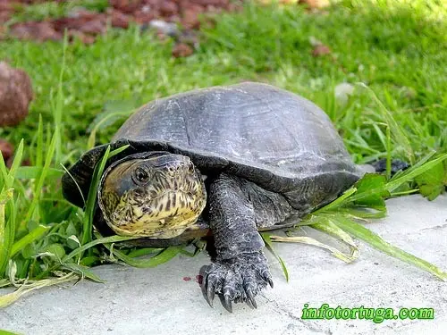 Kinosternon integrum - Tortuga del fango mexicana Kinosternon integrum - Tortuga del fango mexicana