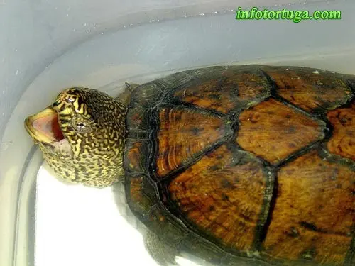 Tortuga del fango mexicana Tortuga del fango mexicana