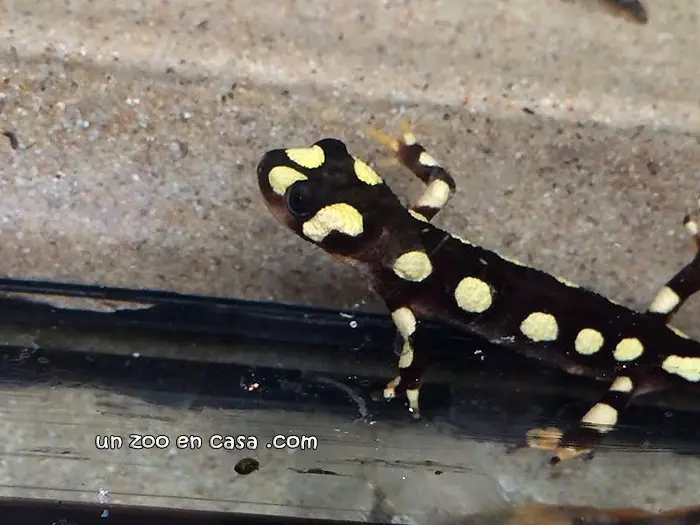 Neurergus crocatus en un acuario Neurergus crocatus en un acuario